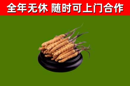 郏县回收散虫草