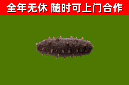郏县回收海参干